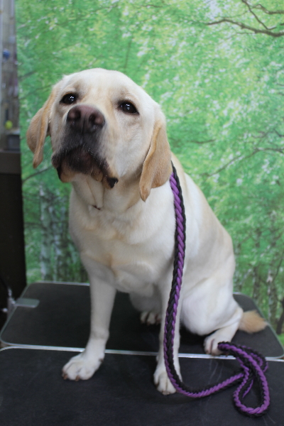 千葉県白井市のラブラドールレトリーバーのトリミング前画像