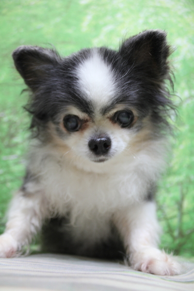 千葉県鎌ケ谷市のチワワのトリミング前画像