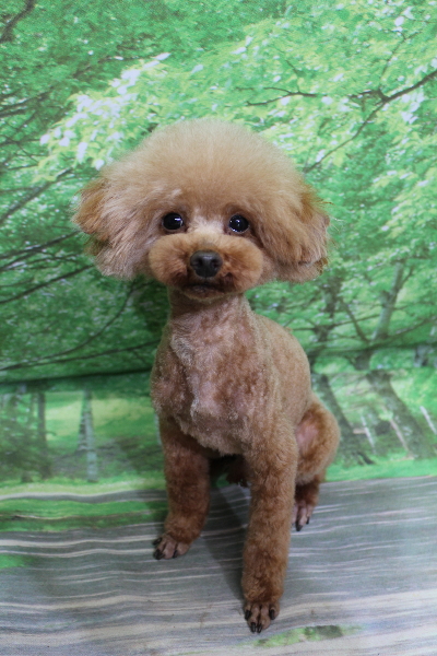 トイプードルブリーダーの成犬、トリミング画像
