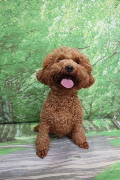 トイプードルブリーダーの成犬、トリミング画像