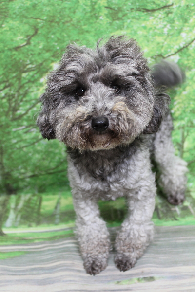 トイプードルブリーダーの成犬、トリミング前画像