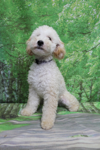 千葉県船橋市のトイプードルのトリミング前画像