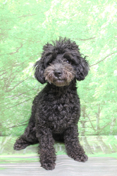 トイプードルブリーダーの成犬、トリミング前画像