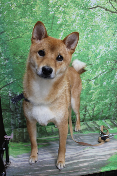 千葉県鎌ヶ谷市の柴犬のトリミング前画像