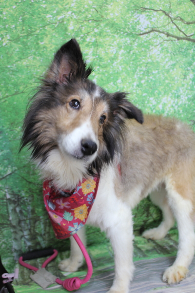 千葉県船橋市のトイプードルのトリミング前画像