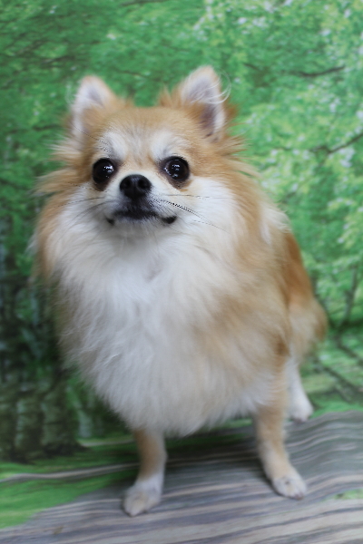 千葉県船橋市のミックス犬のトリミング前画像