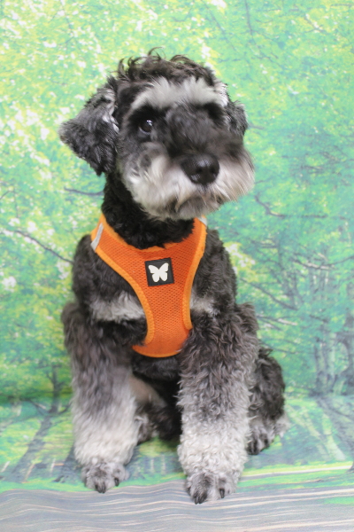 東京都江戸川区のミニチュアシュナウザートリミング前画像