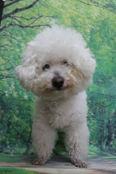 千葉県鎌ケ谷市のビションフリーゼのトリミング前画像