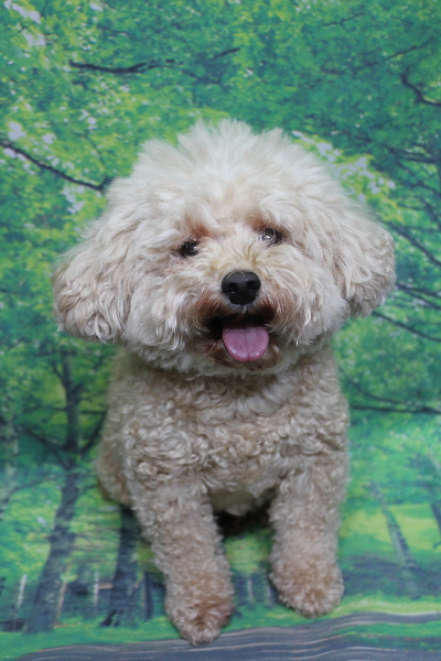 千葉県鎌ケ谷市のトイプードルのトリミング前画像