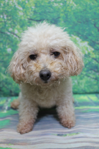 トイプードルブリーダーの成犬、トリミング前画像