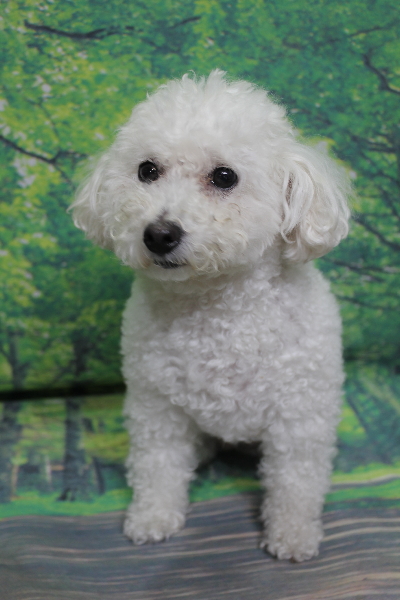 千葉県船橋市のトイプードルのトリミング前画像