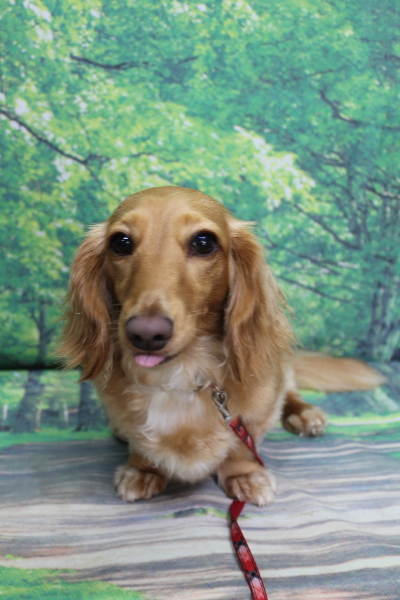 千葉県船橋市のミニチュアダックスのトリミング前画像