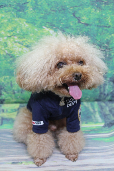 千葉県千葉市のトイプードルのトリミング前画像