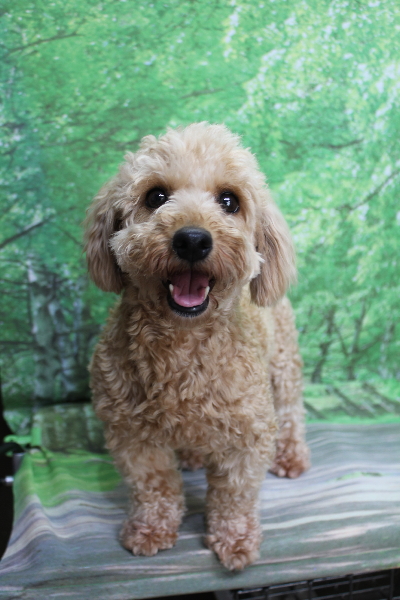 トイプードルブリーダーの成犬、トリミング前画像