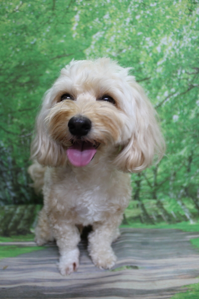 千葉県鎌ヶ谷市のミックス犬のトリミング前画像