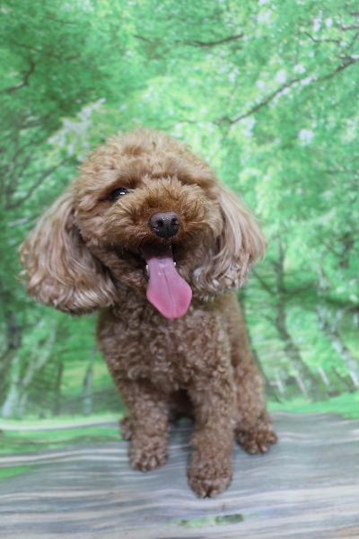 神奈川県横浜市のトイプードルのトリミング前画像