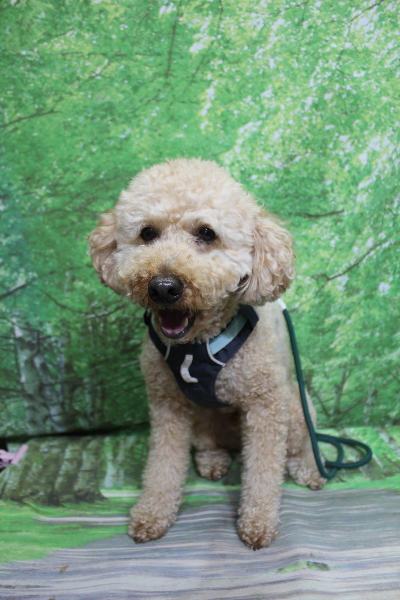 千葉県船橋市のトイプードルのトリミング前画像