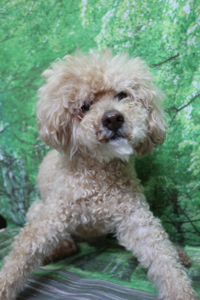 千葉県船橋市のトイプードルのトリミング前画像