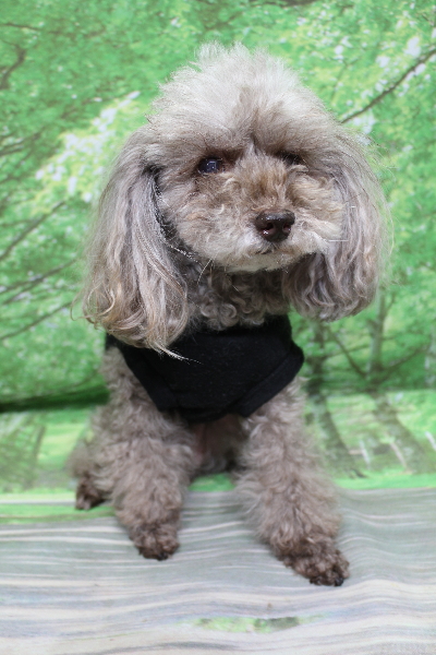 千葉県船橋市のトイプードルのトリミング前画像