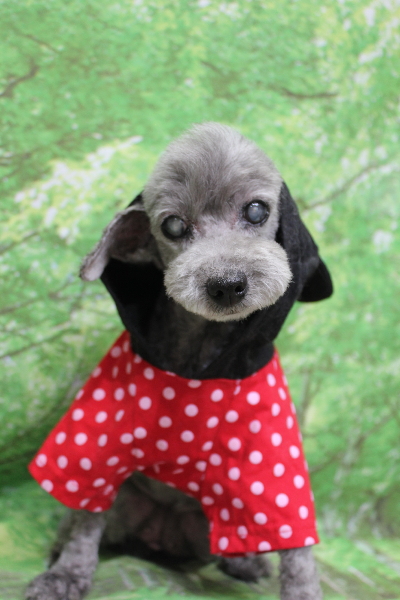 千葉県船橋市のトイプードルのトリミング画像