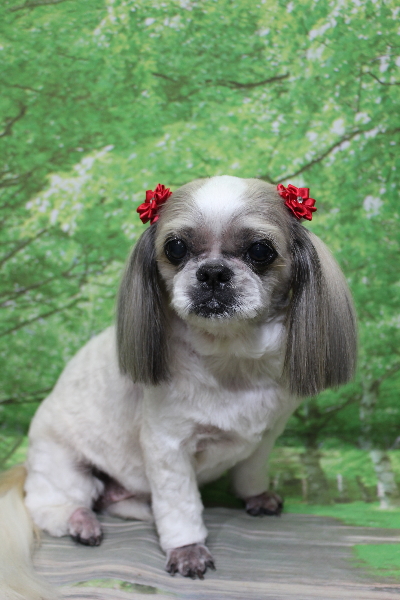 千葉県鎌ケ谷市のシーズーのトリミング画像