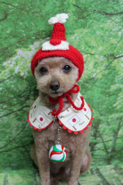 千葉県船橋市のトイプードルのトリミング画像