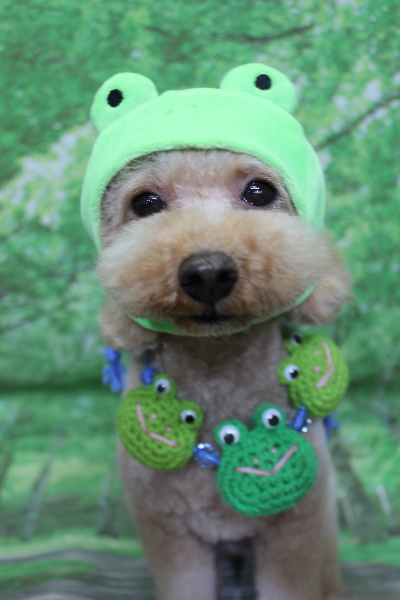 千葉県船橋市のトイプードルのトリミング画像