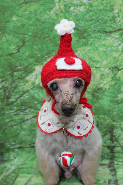 千葉県船橋市のトイプードルのトリミング画像