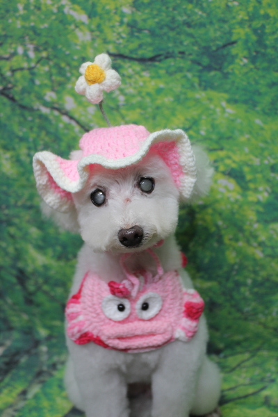 千葉県習志野市のトイプードルのトリミング画像