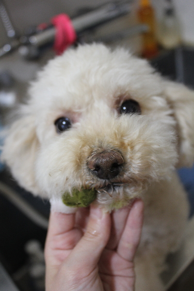 千葉県鎌ケ谷市のトイプードルの歯磨き画像
