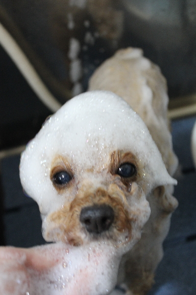 千葉県船橋市のトイプードルのシャンプー画像