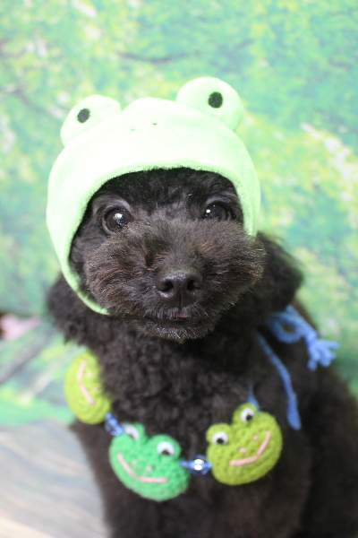 千葉県鎌ヶ谷市のトイプードルのトリミング画像