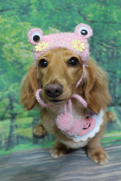 千葉県船橋市のミニチュアダックスのトリミング画像