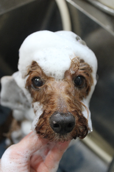 千葉県船橋市のトイプードルのシャンプー画像