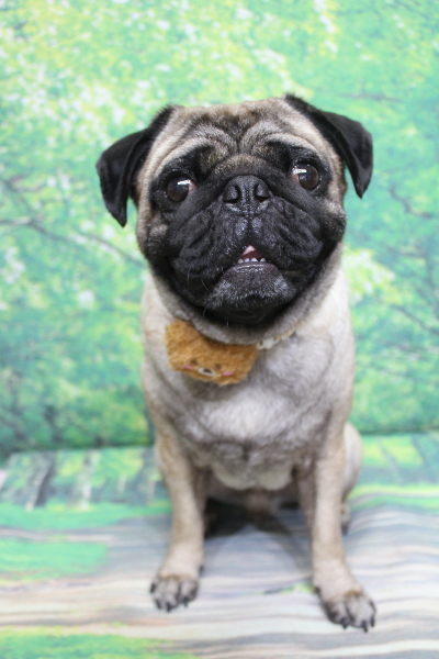 千葉県鎌ケ谷市のパグのトリミング画像