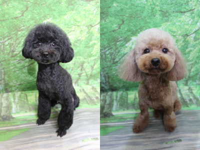 トイプードルブリーダーの成犬、トリミング画像