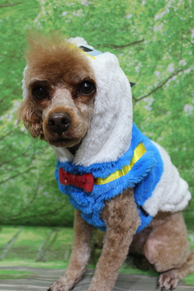 千葉県船橋市のトイプードルのトリミング画像