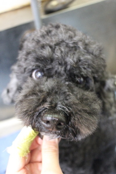 千葉県松戸市のトイプードルの歯磨き画像