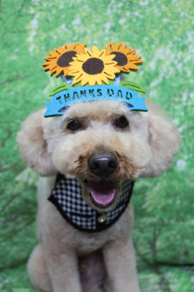 千葉県船橋市のトイプードルのトリミング画像