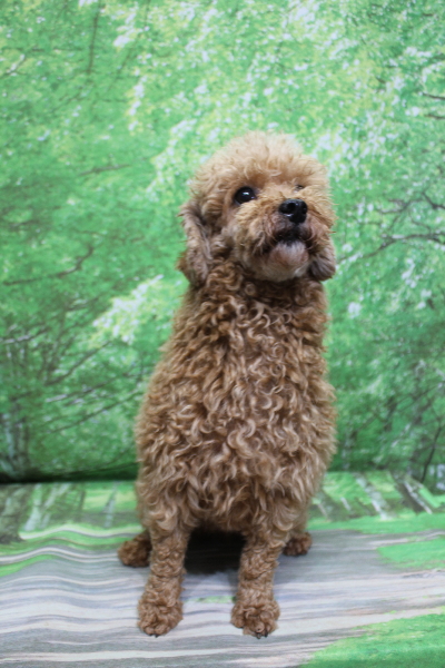 トイプードルブリーダーの成犬、トリミング前画像