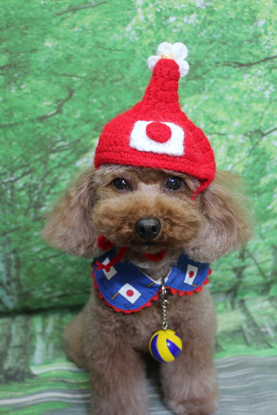 千葉県市川市のトイプードルのトリミング画像