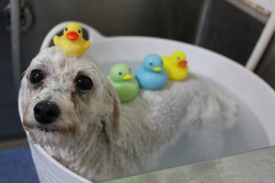 千葉県市川市のトイプードルの炭酸泉画像