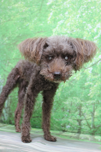 千葉県船橋市のトイプードルのトリミング前画像