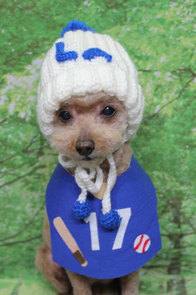 千葉県船橋市のトイプードルのトリミング画像