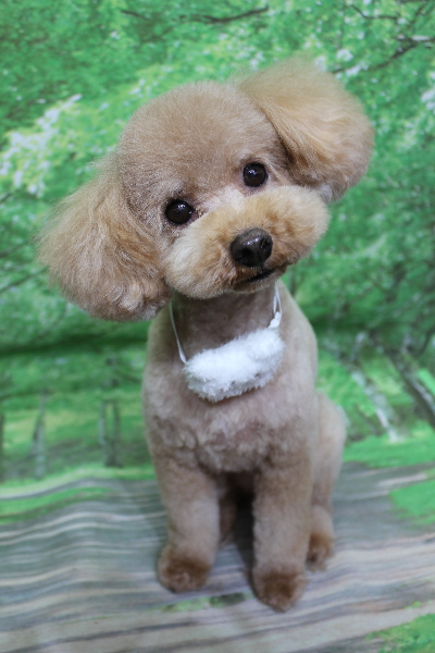 千葉県船橋市のトイプードルのトリミング画像