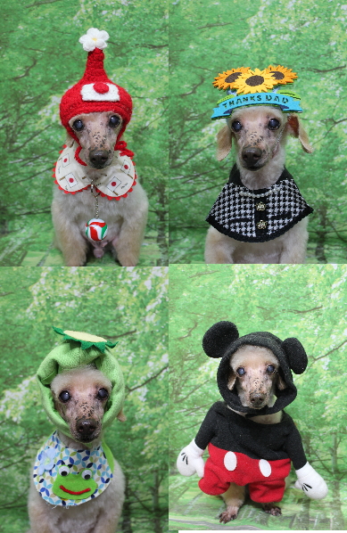 千葉県船橋市のトイプードルのトリミング画像