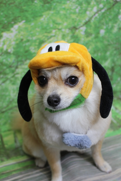 千葉県船橋市のミックス犬のトリミング画像