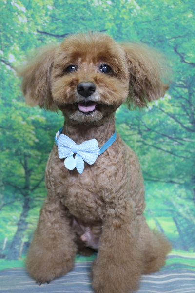 千葉県印西市のトイプードルのトリミング画像