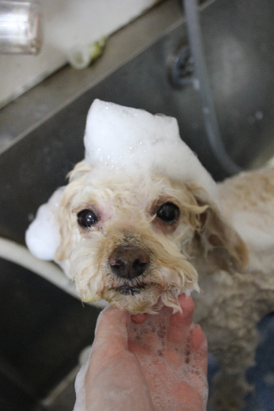 千葉県鎌ケ谷市のトイプードルのシャンプー画像