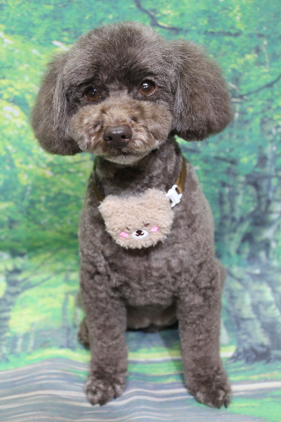 千葉県市川市のトイプードルのトリミング画像